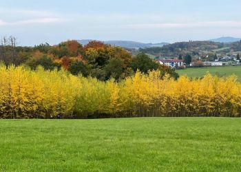 Wanderung_zum_Bostalsee