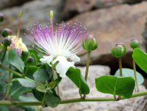 Italien – Liparische Inseln