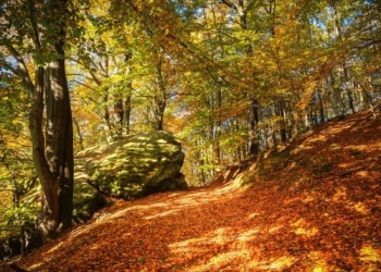 Herbstwald