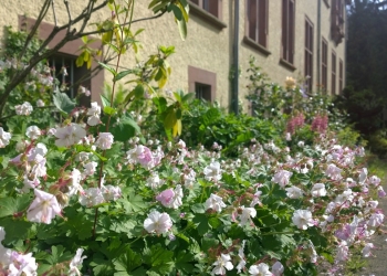 Eifel_Klostergarten26