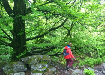 inselzeitreisen_alte-Buche