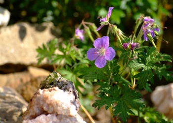 reise_erdverbunden_2